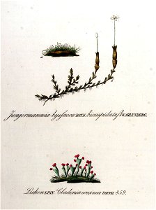 Cladonia coccinea — Flora Batava — Volume v11