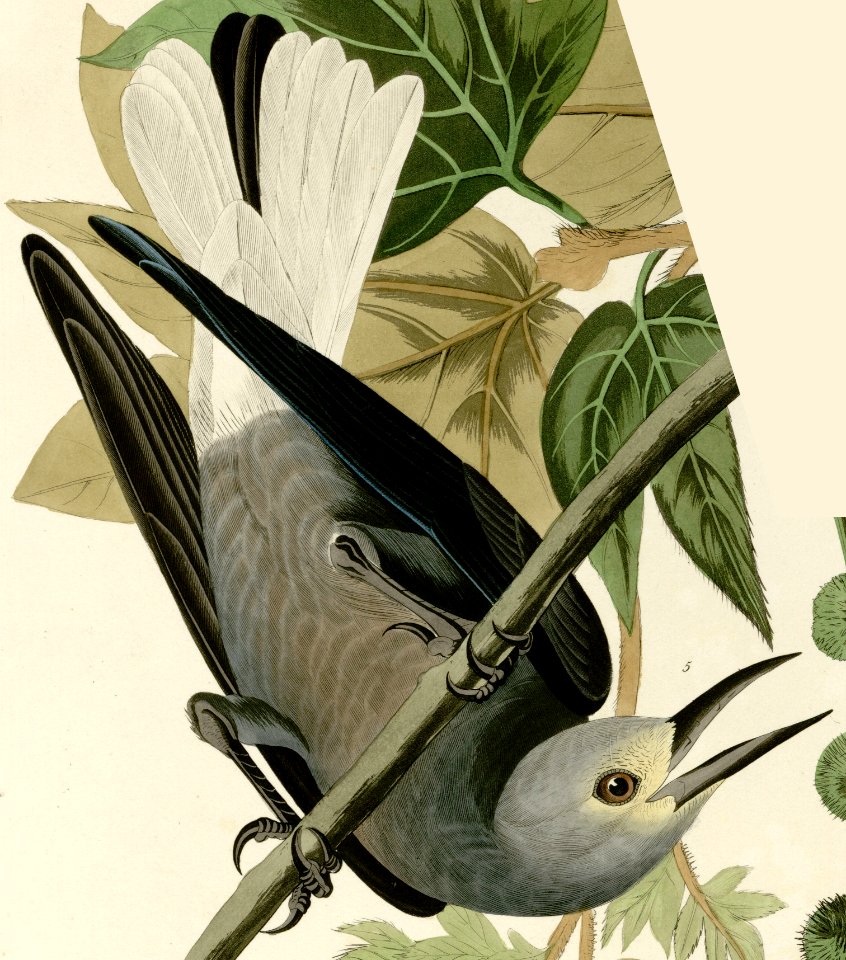 Clark's Crow-2