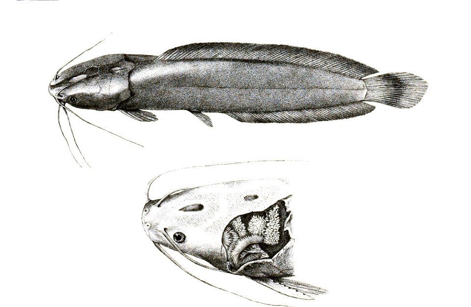 Clarias magur Mintern 112