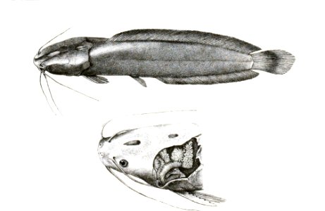 Clarias magur Mintern 112. Free illustration for personal and commercial use.