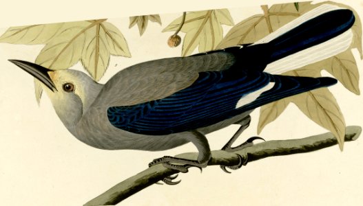 Clark's Crow-1
