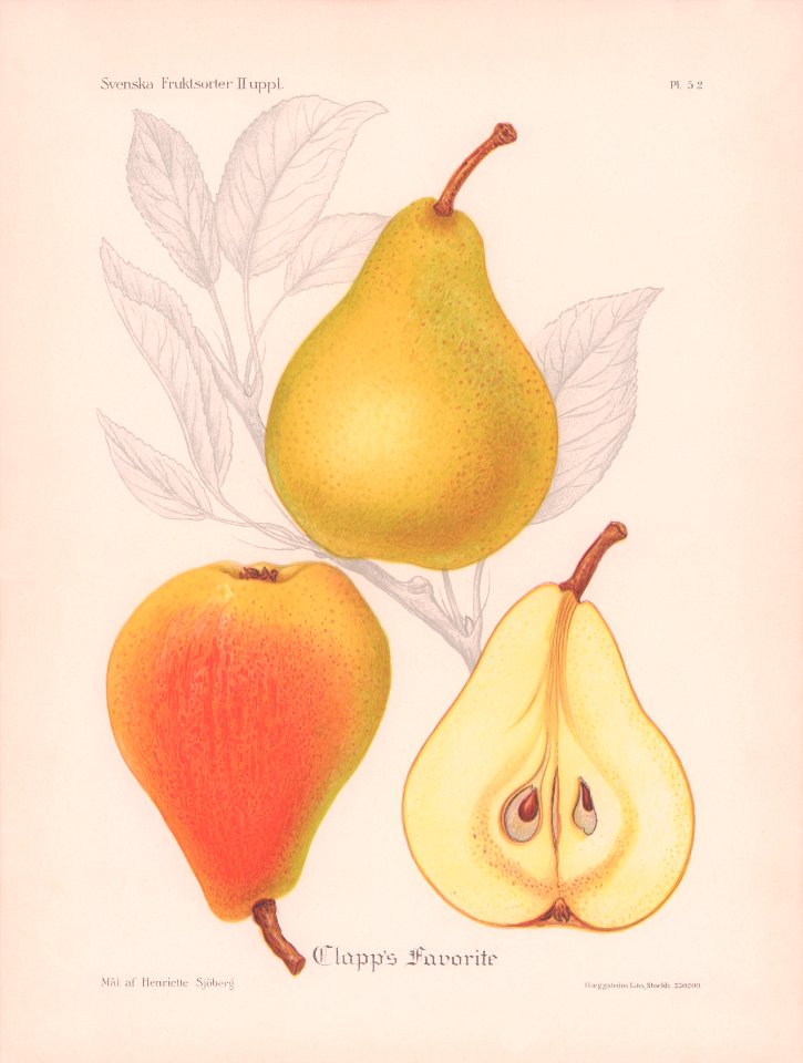 Clapp's Favorite H Sjöberg