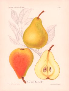 Clapp's Favorite H Sjöberg