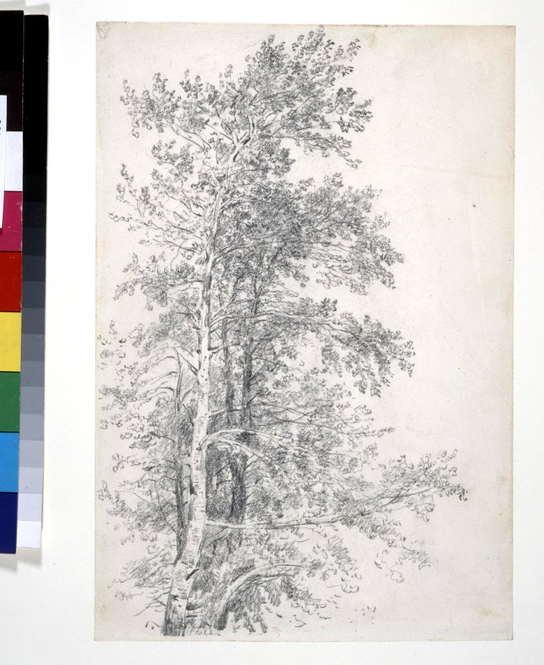 Constable - Study of a birch tree. 1820, 1888,0215.68
