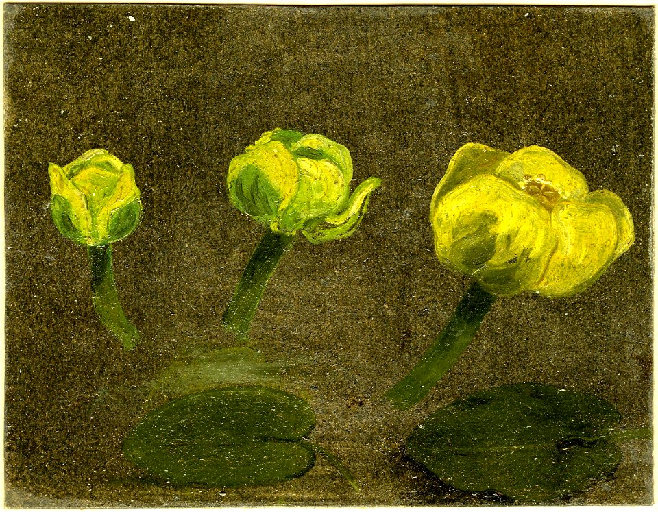Constable - Study of three Waterlilies and two leaves, 1919,0415.10