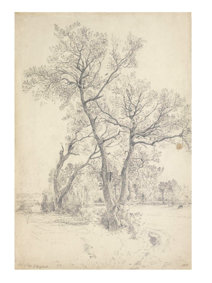 Constable - Trees at East Bergholt, 256-1888