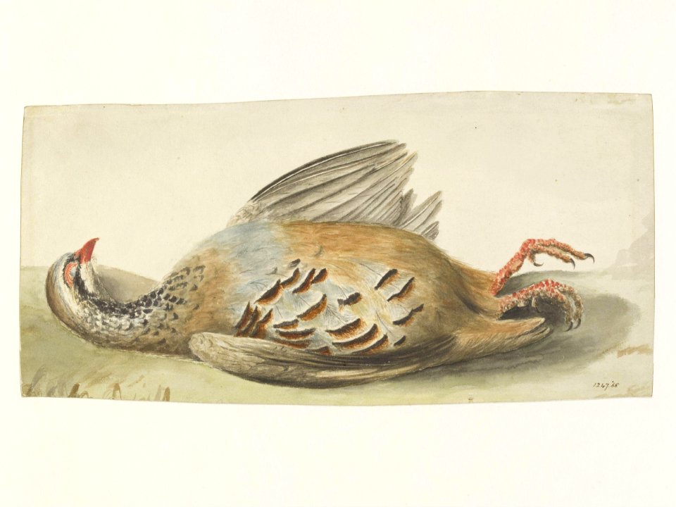 Constable - Study of a dead French partridge, 1247-1888