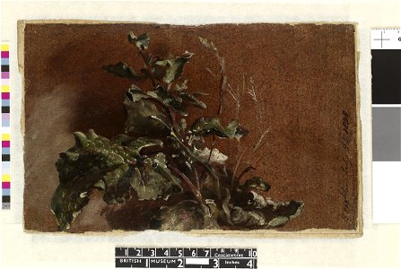 Constable - Study of docks and grasses. 1828, 1919,0415.6