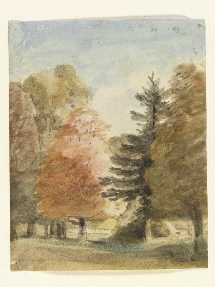 Constable - Study of trees in a park, perhaps Helmingham Park, 598-1888