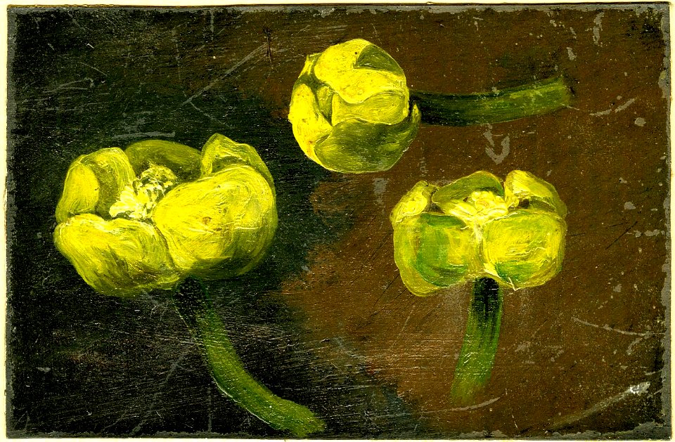 Constable - Study of three Waterlilies, 1919,0415.8
