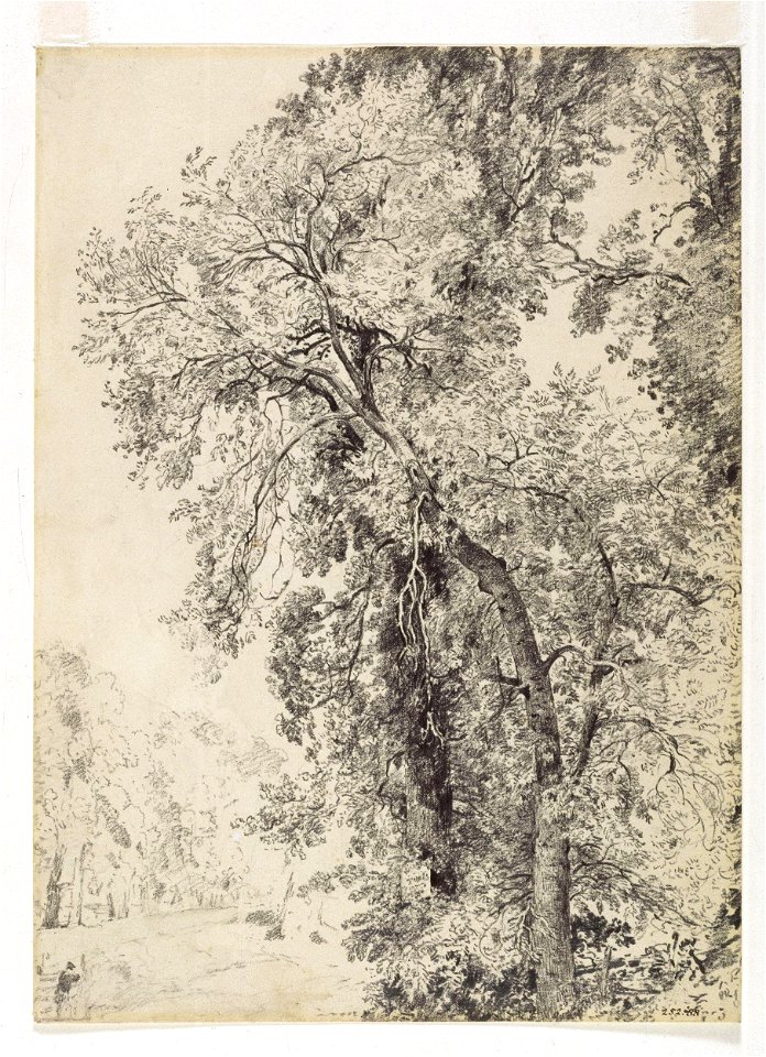 Constable - Study of ash trees, 252-1888