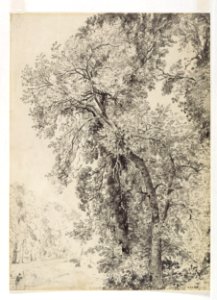 Constable - Study of ash trees, 252-1888
