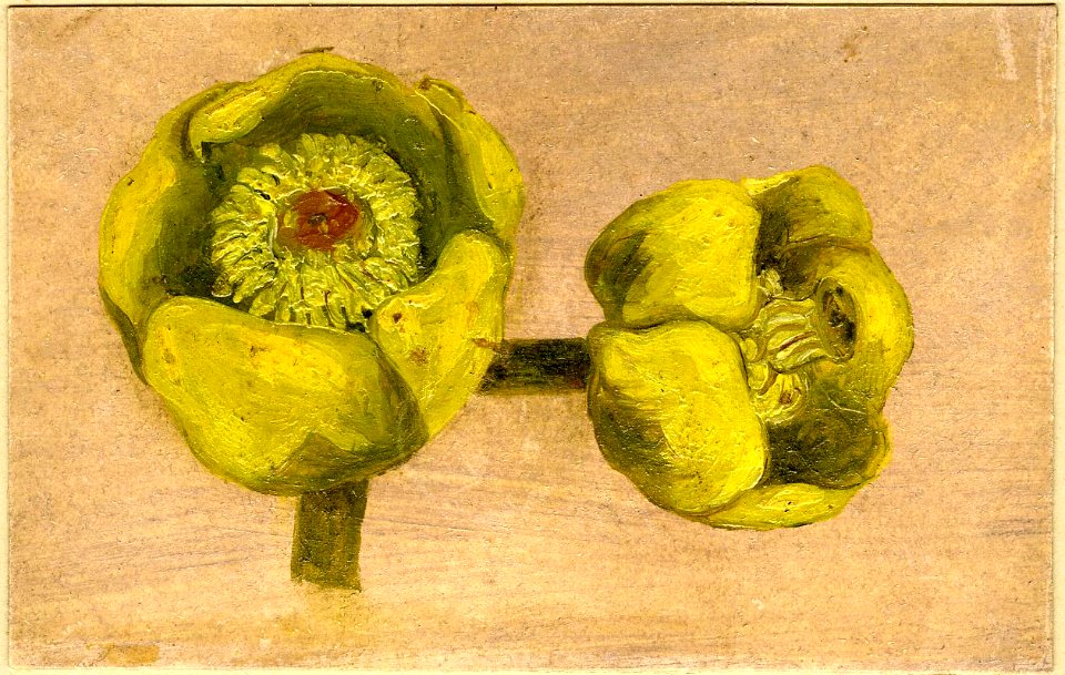 Constable - Study of two Waterlilies, 1919,0415.9