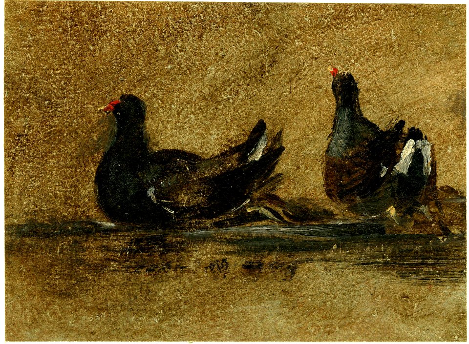Constable - Two moorhens on the water. c.1824, 1907,1018.47