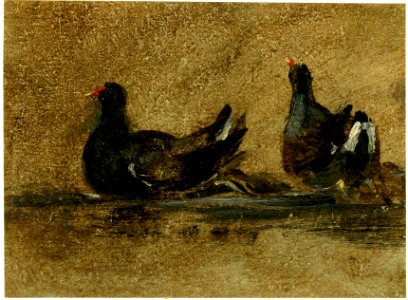 Constable - Two moorhens on the water. c.1824, 1907,1018.47