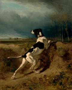 Constant Troyon - Hound Pointing - 24.345 - Museum of Fine Arts