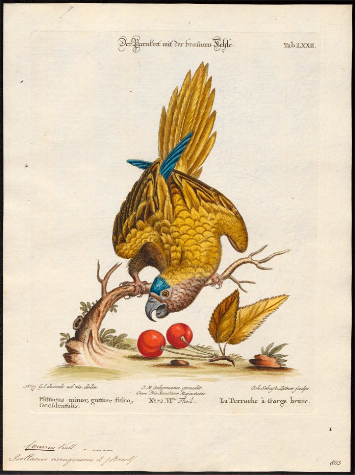 Conurus aeruginosus - 1700-1880 - Print - Iconographia Zoologica - Special Collections University of Amsterdam - UBA01 IZ18500167