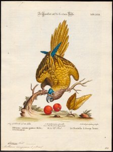 Conurus aeruginosus - 1700-1880 - Print - Iconographia Zoologica - Special Collections University of Amsterdam - UBA01 IZ18500167
