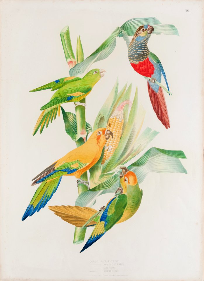 Conurus cruentatus - Conurus xanthopterus - Conurus Guaruba - Conurus aurifrons, da Coleção Brasiliana Iconográfica
