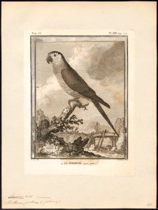 Conurus pertinax - 1700-1880 - Print - Iconographia Zoologica - Special Collections University of Amsterdam - UBA01 IZ18500165
