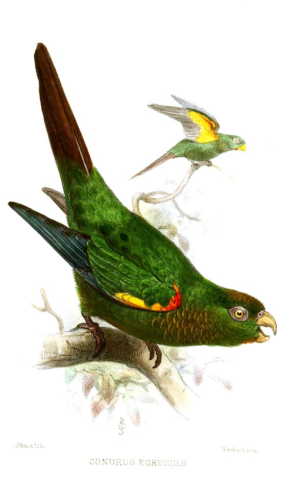 ConurusEgregiusSmit