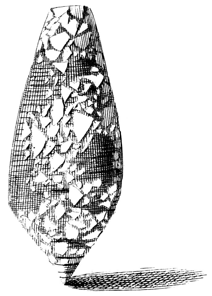 Conus-aulicus-001