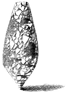 Conus-aulicus-001