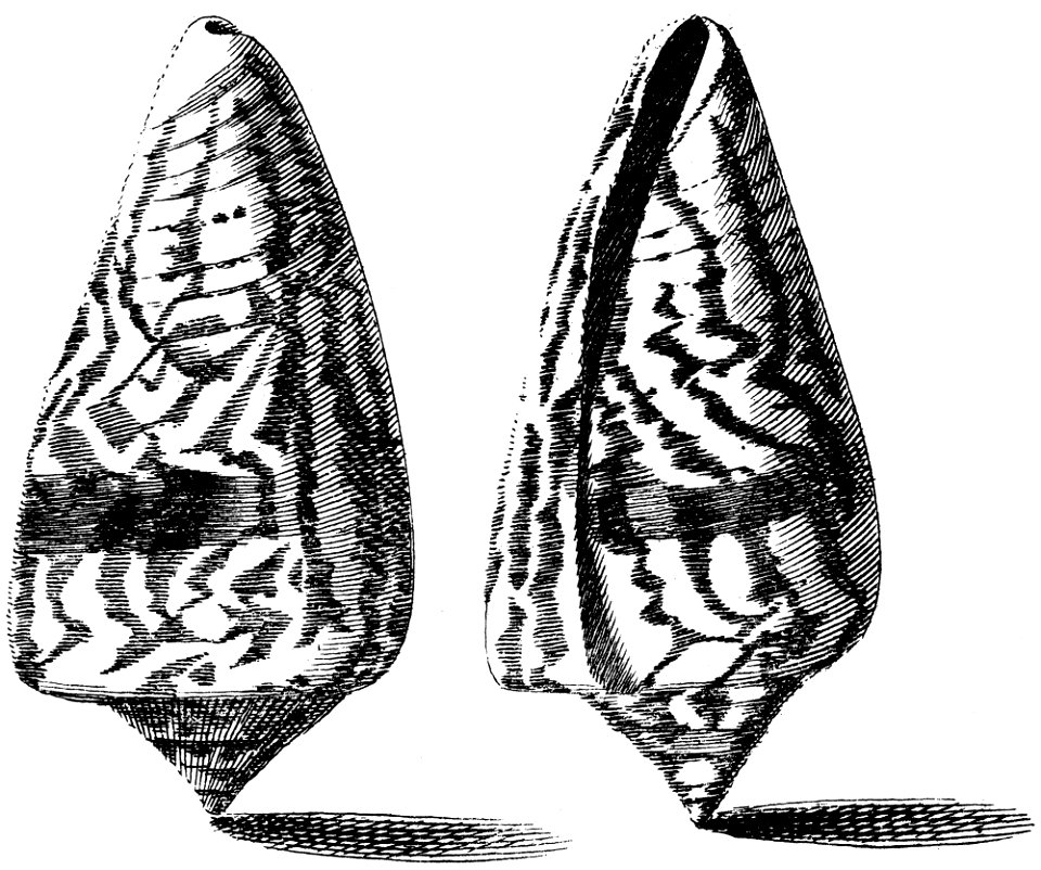 Conus-spectrum-001