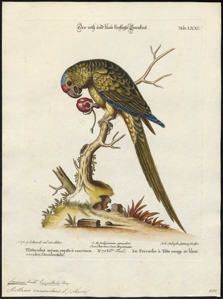 Conurus canicularis - 1700-1880 - Print - Iconographia Zoologica - Special Collections University of Amsterdam - UBA01 IZ18500171