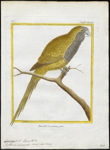 Conurus monachus - 1700-1880 - Print - Iconographia Zoologica - Special Collections University of Amsterdam - UBA01 IZ18500187