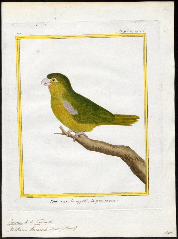 Conurus tiriacula - 1700-1880 - Print - Iconographia Zoologica - Special Collections University of Amsterdam - UBA01 IZ18500189