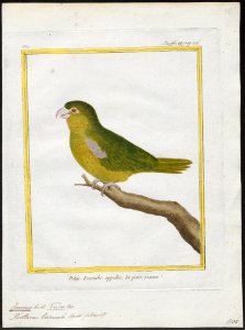 Conurus tiriacula - 1700-1880 - Print - Iconographia Zoologica - Special Collections University of Amsterdam - UBA01 IZ18500189