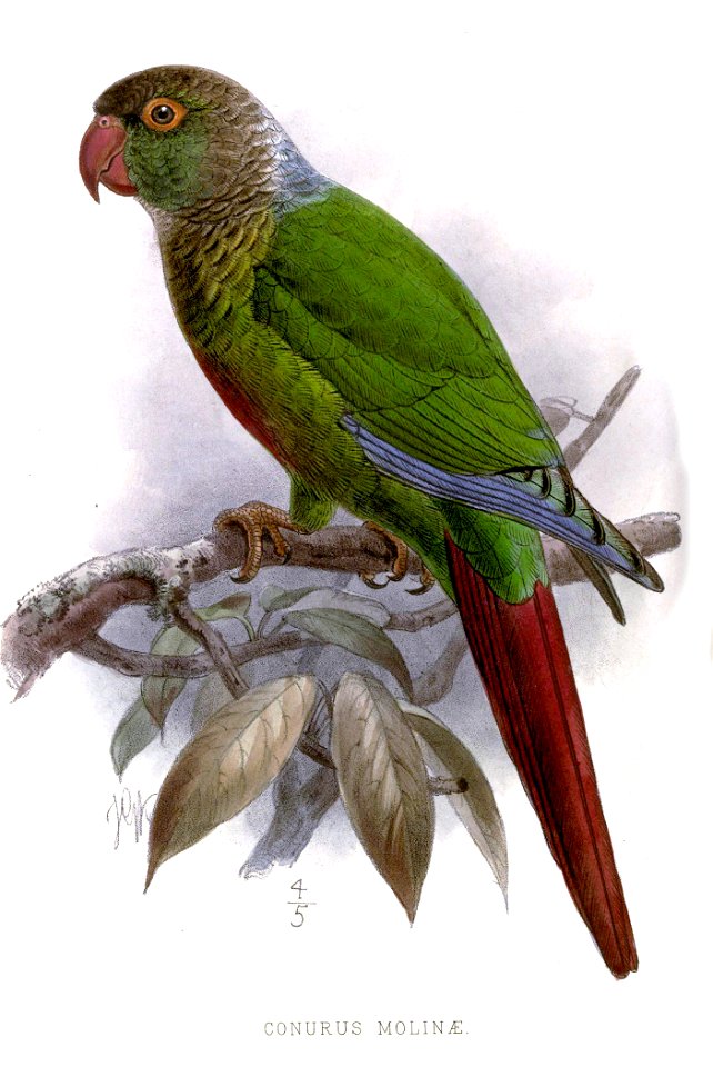 ConurusMolinaeKeulemans