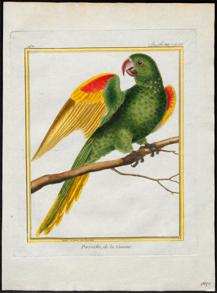 Conurus leucophthalmus - 1700-1880 - Print - Iconographia Zoologica - Special Collections University of Amsterdam - UBA01 IZ18500139