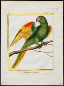 Conurus leucophthalmus - 1700-1880 - Print - Iconographia Zoologica - Special Collections University of Amsterdam - UBA01 IZ18500139