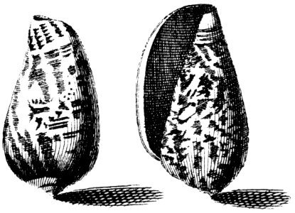 Conus-bullatus-001