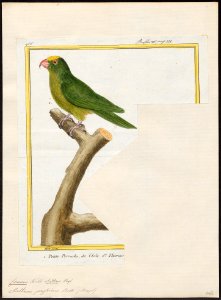 Conurus st. thomae - 1700-1880 - Print - Iconographia Zoologica - Special Collections University of Amsterdam - UBA01 IZ18500205