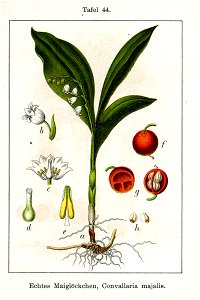 Convallaria majalis Sturm44