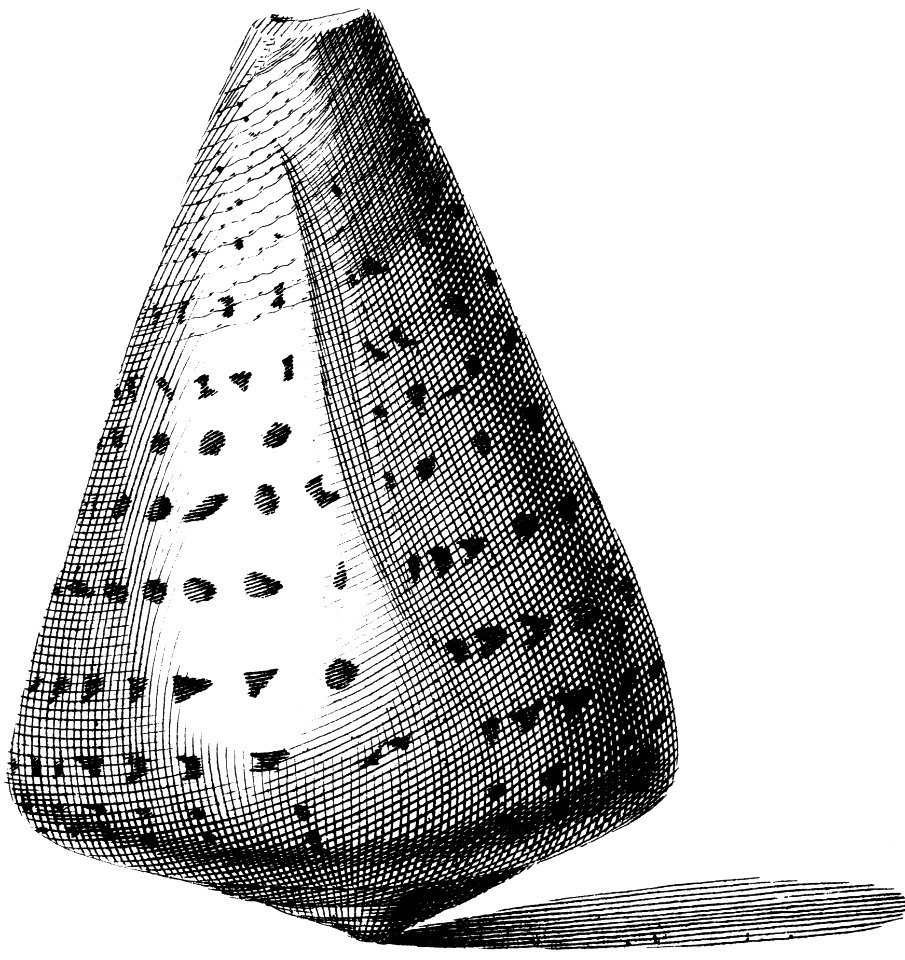 Conus-betulinus-002