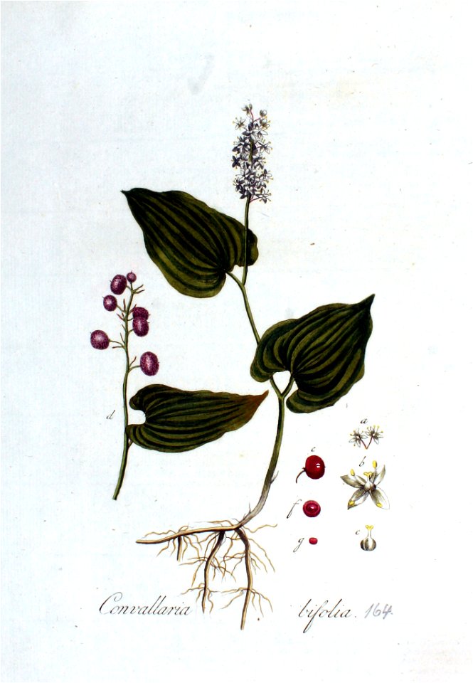Convallaria bifolia — Flora Batava — Volume v3