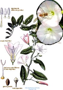 Convolvulus L