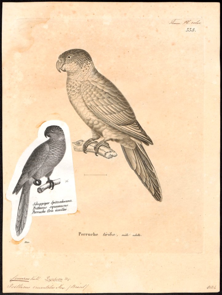 Conurus cruentatus - 1700-1880 - Print - Iconographia Zoologica - Special Collections University of Amsterdam - UBA01 IZ18500177