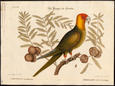 Conurus carolinensis - 1700-1880 - Print - Iconographia Zoologica - Special Collections University of Amsterdam - UBA01 IZ18500151