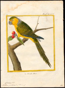 Conurus pertinax - 1700-1880 - Print - Iconographia Zoologica - Special Collections University of Amsterdam - UBA01 IZ18500157