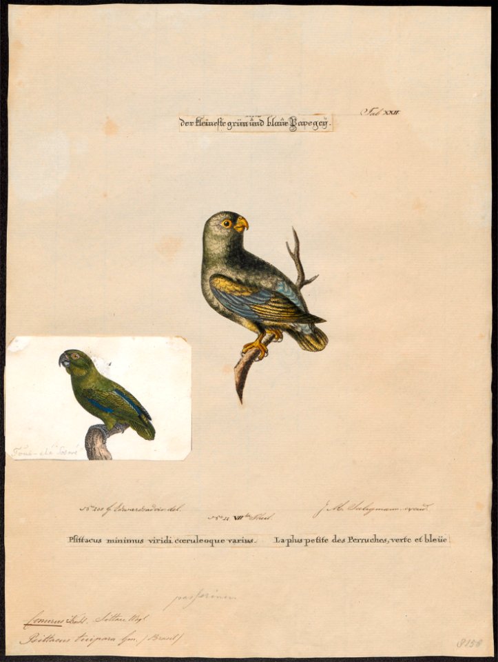 Conurus tuipara - 1700-1880 - Print - Iconographia Zoologica - Special Collections University of Amsterdam - UBA01 IZ18500201