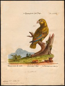 Conurus tuipara - 1700-1880 - Print - Iconographia Zoologica - Special Collections University of Amsterdam - UBA01 IZ18500199