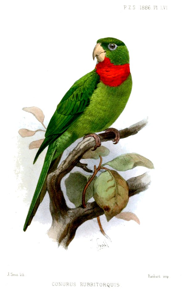 ConurusRubritorquisSmit