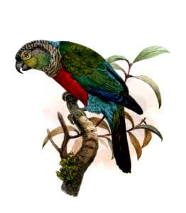 ConurusRhodogasterWolf