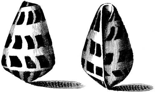 Conus-ebraeus-001
