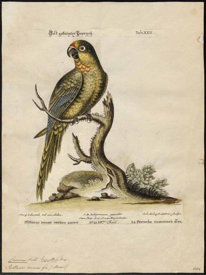 Conurus aureus - 1700-1880 - Print - Iconographia Zoologica - Special Collections University of Amsterdam - UBA01 IZ18500173